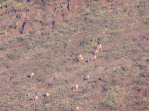 bighorn2.jpg bighorn2.jpg