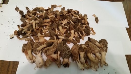 shrooms.jpg shrooms.jpg