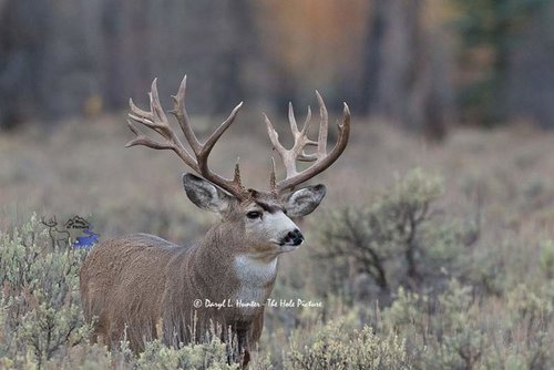 mule deer.jpg