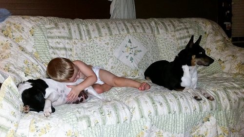 doggies.jpg doggies.jpg