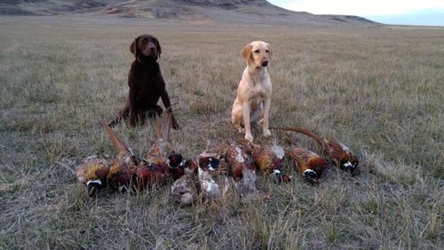 pheasant hunt comp.jpg pheasant hunt comp.jpg