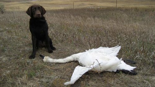 swan comp.jpg swan comp.jpg