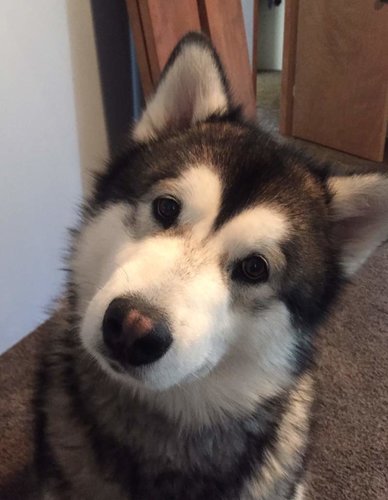 Kenai.jpg Kenai.jpg