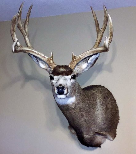 muley 16.jpg