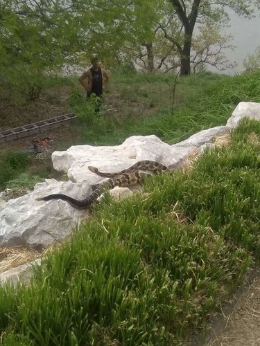 snake.JPG snake.JPG