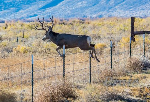 Buck Rut 2015 72 a-8023.jpg