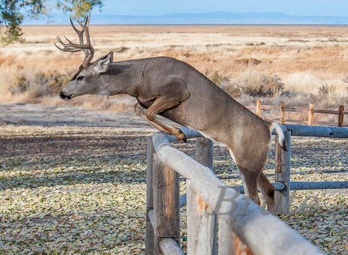 Jumping Muley 72  a-4405.jpg