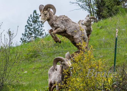 Shaggy Jumping Sheep  72 a-7530.jpg