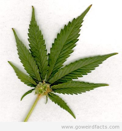 marijuana-leaf.jpg marijuana-leaf.jpg