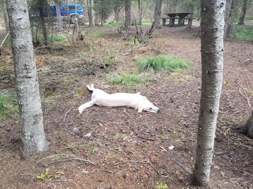 20170512_090332.jpg 20170512_090332.jpg