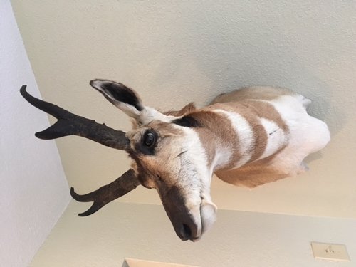 pronghorn.jpeg