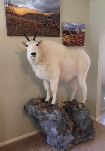 mountain goat.jpeg