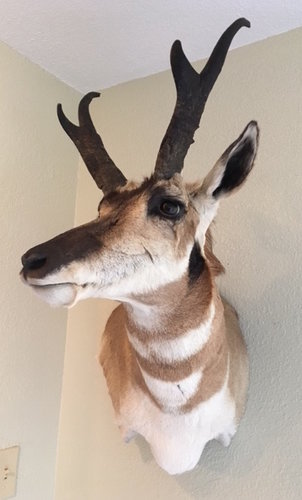 pronghorn.jpeg