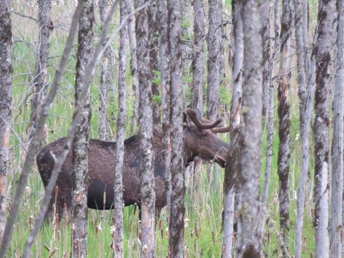 Bull Moose.jpg