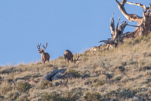 IMG_3853-mule-deer-bucks-summer-2016.jpg