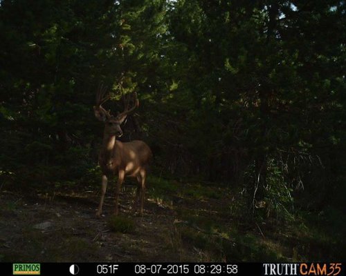 deer 1.jpg deer 1.jpg