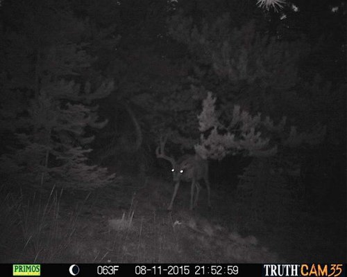 deer 2.jpg deer 2.jpg