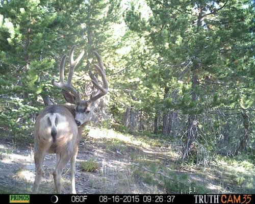 deer 3.jpg deer 3.jpg