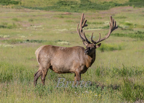 Picket Fence Rocky Mt. Velvet 2017 a-0944.jpg