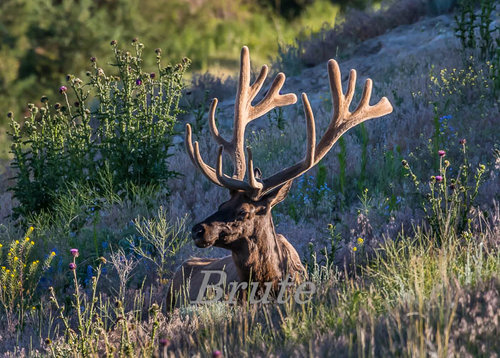 Picket Fence Rocky Mt. Velvet 2017 a-1370.jpg