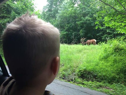 Elk 01.jpg
