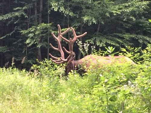 Elk 03.jpg