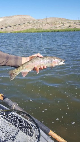 fish 3.jpg fish 3.jpg