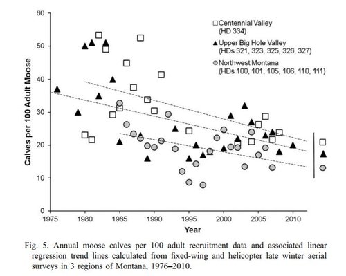 declining_calves.JPG