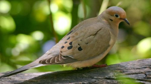 dove2.jpg dove2.jpg
