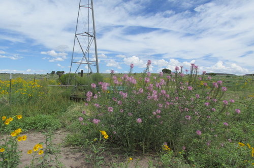 aug 13 after 1in rain 185.JPG