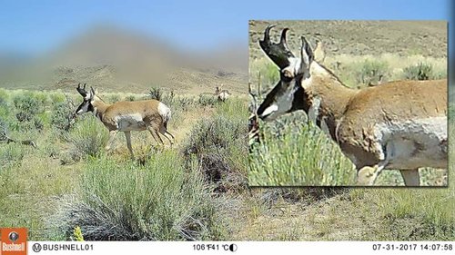 pronghorn-buck-01.jpg pronghorn-buck-01.jpg