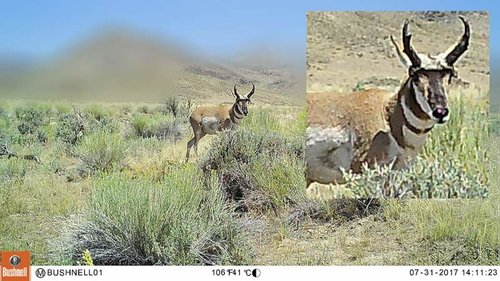 pronghorn-buck-02.jpg pronghorn-buck-02.jpg