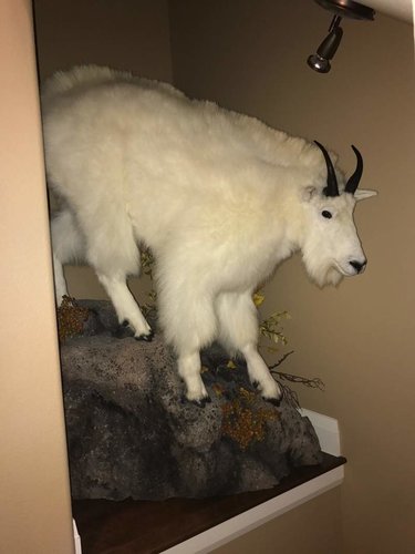 goat mount 1.jpg goat mount 1.jpg