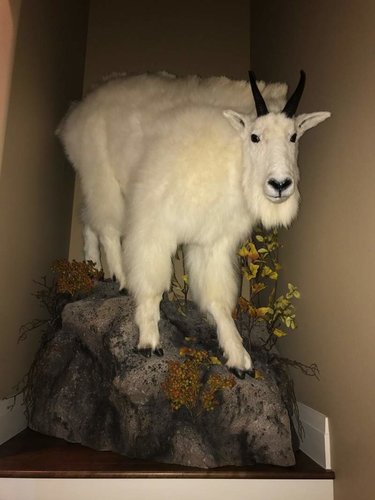 goat mount 2.jpg goat mount 2.jpg