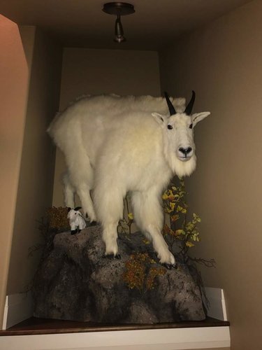 goat mount 3.jpg
