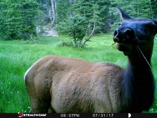 Stealth Cam 2.jpg