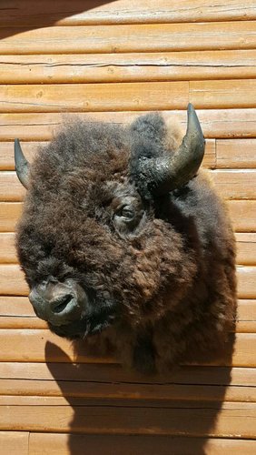 SDbisonTaxi1.jpg SDbisonTaxi1.jpg