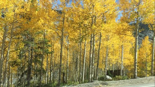 aspens.jpg aspens.jpg