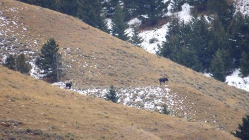 moose and cow.jpg