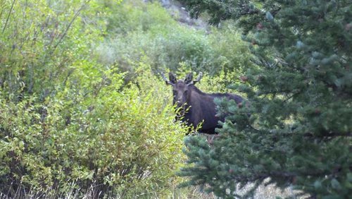 closemoose2.jpg closemoose2.jpg