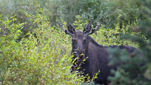 moose3.jpg moose3.jpg