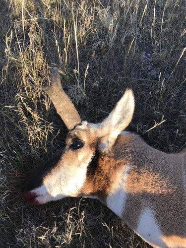 antelope2.jpg