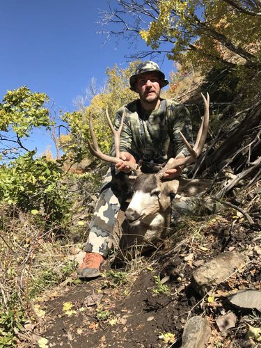 2017 deer.jpg 2017 deer.jpg