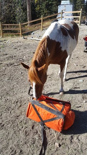 horseplaypannier.jpg horseplaypannier.jpg