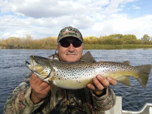 Brown trout.jpg