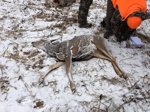 Deer.JPG Deer.JPG
