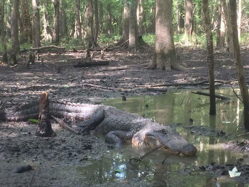 Gator.jpg