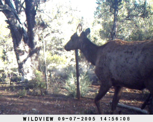 trailcam3006.jpg