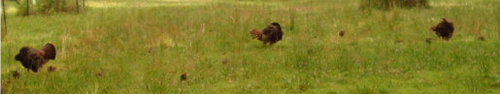 MDGC0025.jpg