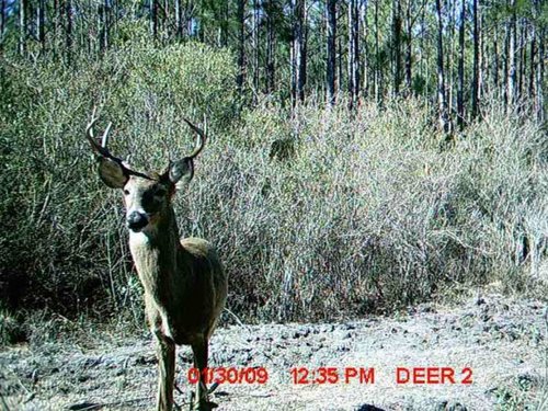 FL big buck.jpg